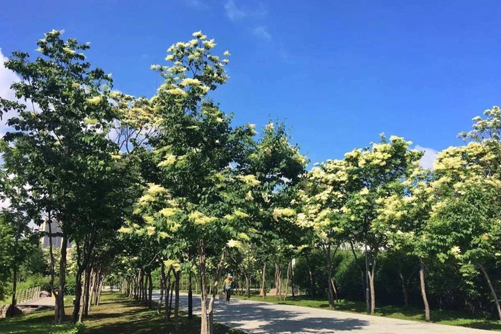 矮桿暴馬丁香 矮桿暴馬丁香