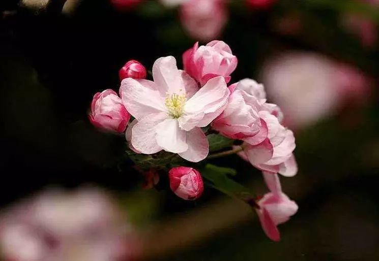 八棱海棠的果實(shí)能不能吃,八棱海棠的果實(shí)能吃嗎？