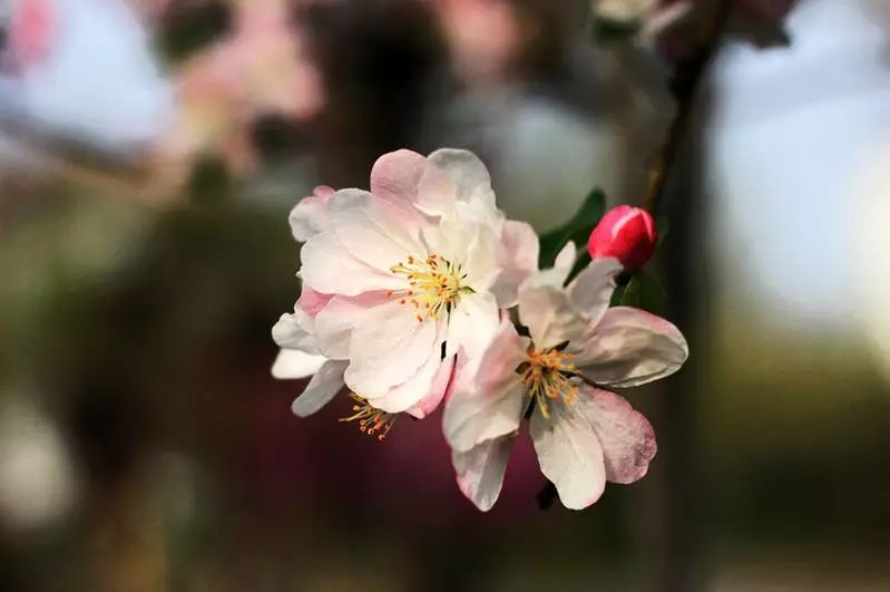 八棱海棠的果實(shí)能不能吃,八棱海棠的果實(shí)能吃嗎？