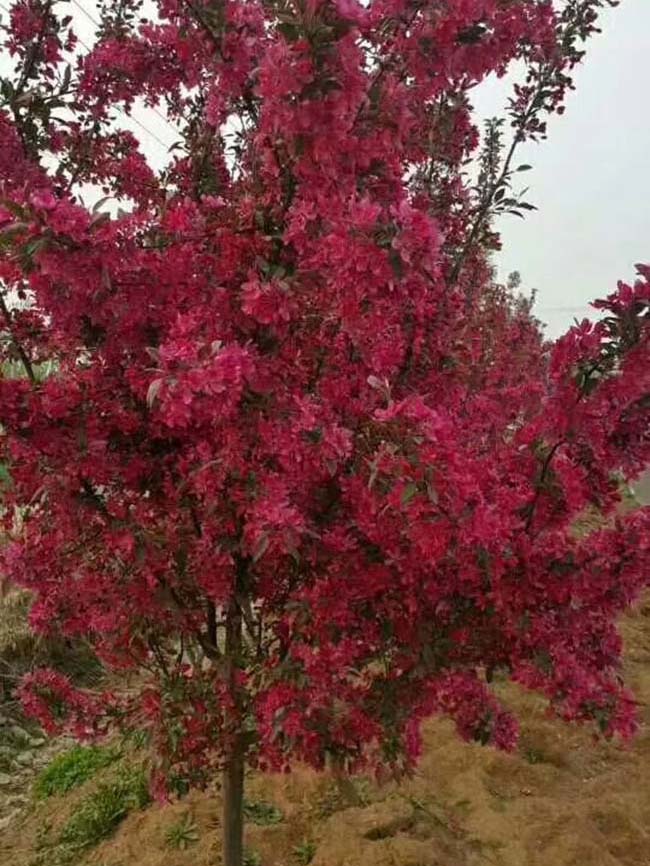 高原之火海棠果實可以吃嗎 高原之火海棠果實可以吃嗎