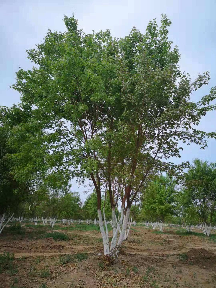 叢生元寶楓 叢生元寶楓