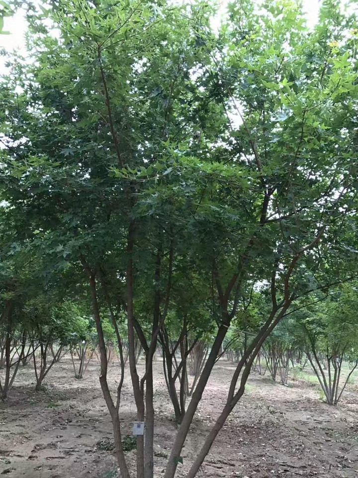 叢生元寶楓 叢生元寶楓