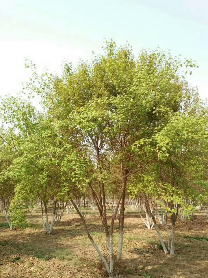 叢生元寶楓 叢生元寶楓