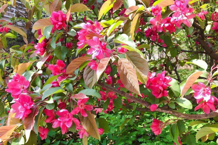 北美海棠 北美海棠