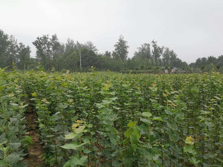 歐洲小葉椴綠塔 歐洲小葉椴綠塔