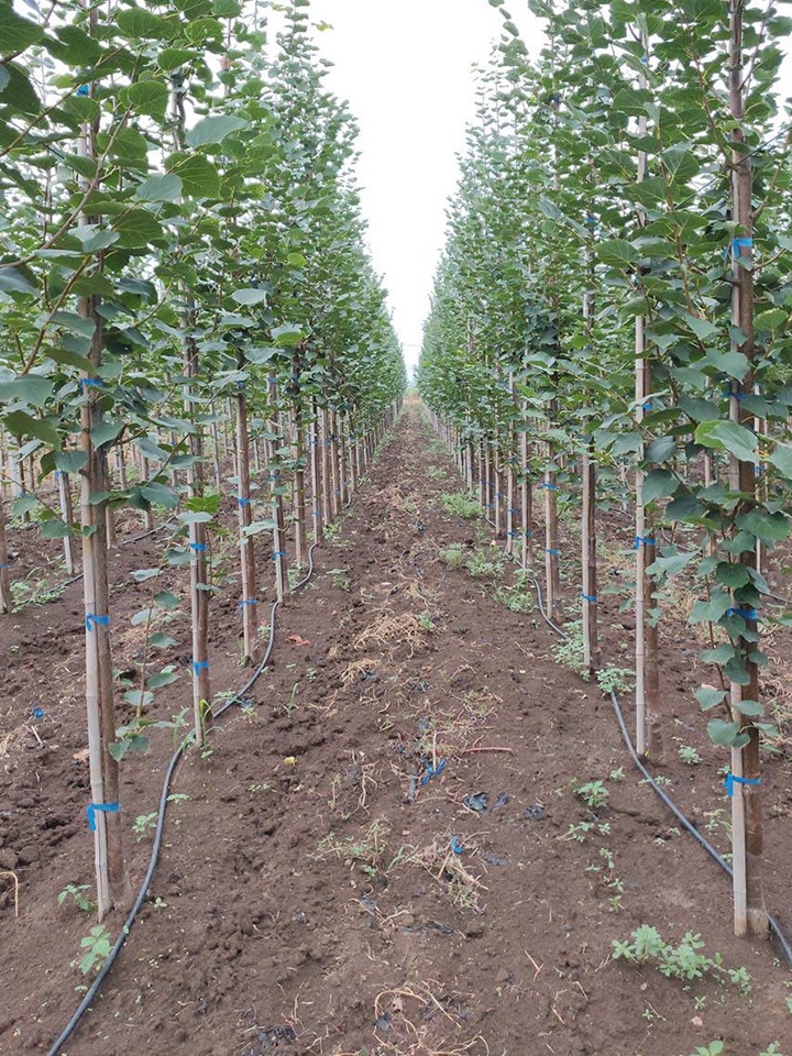 歐洲小葉椴綠塔 歐洲小葉椴綠塔