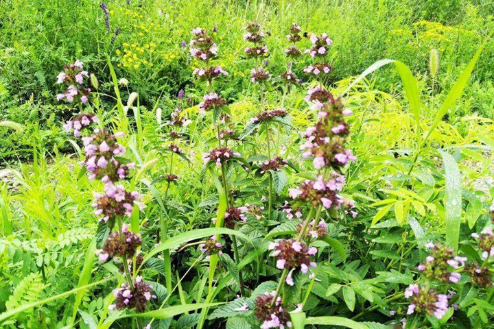 多花胡枝子 多花胡枝子