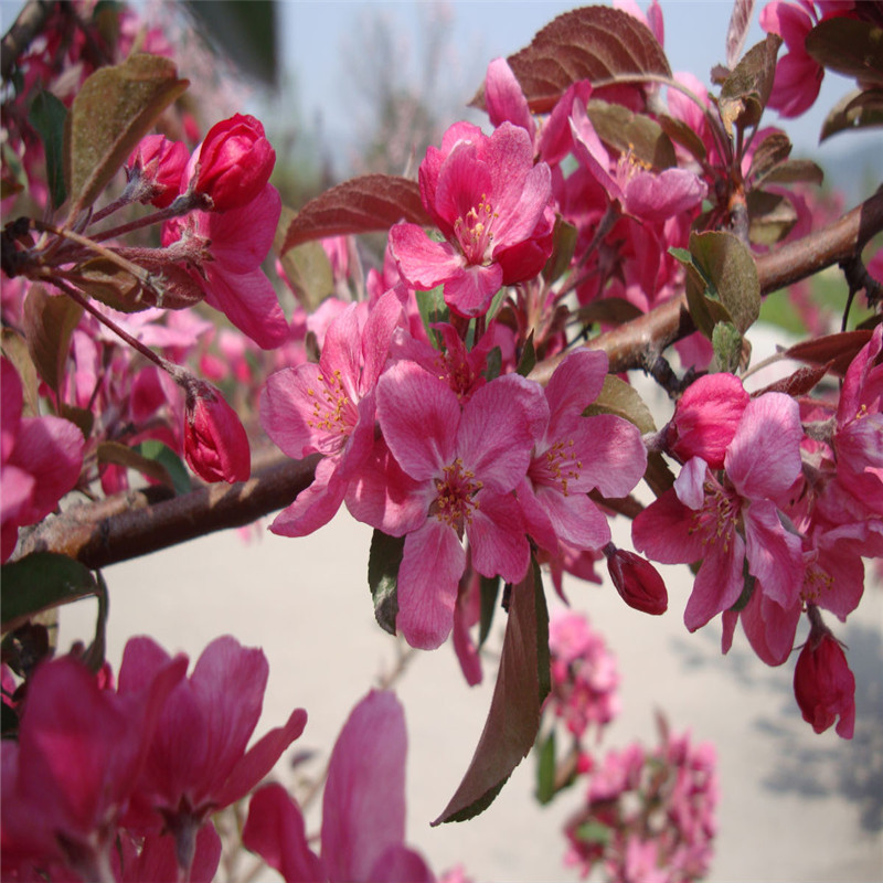 絢麗海棠和八棱海棠的區(qū)別(有什么不同)