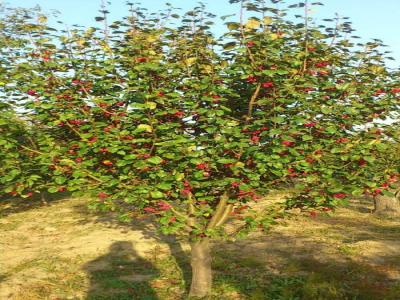 八棱海棠花期多久，幾月份開花