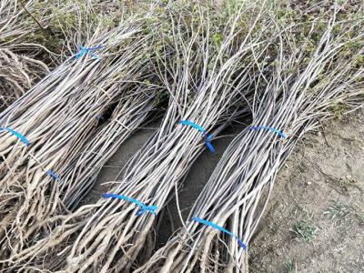 黃櫨小苗什么時(shí)候移栽好，黃櫨小苗最佳移栽時(shí)間