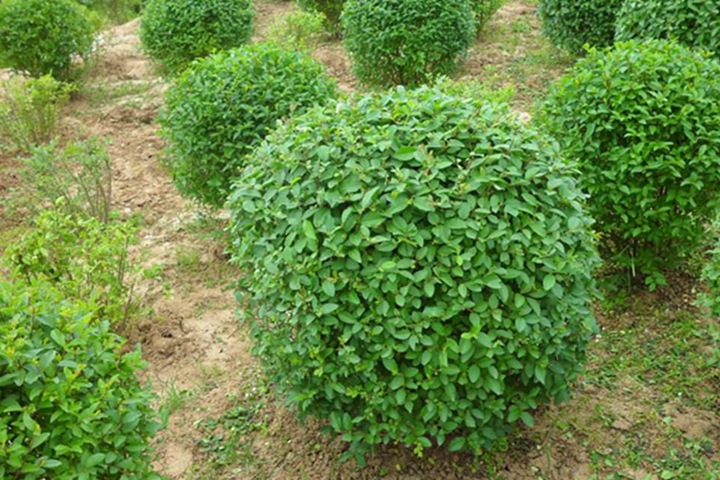 小葉女貞球 小葉女貞球