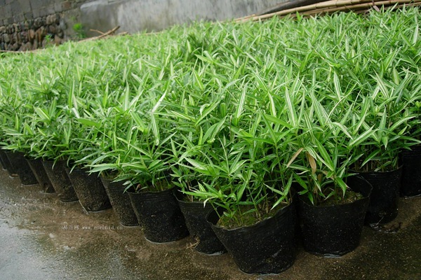 1649072932598608.jpg 菲白竹.jpg