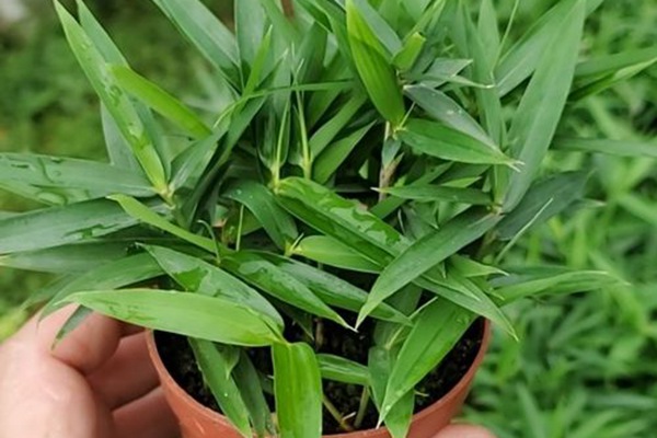 1649072965603680.jpg 矮竹.jpg