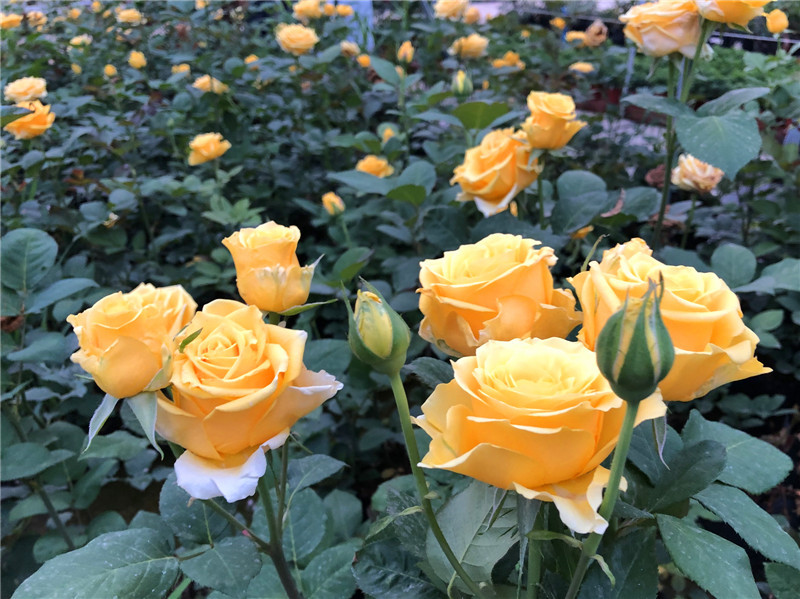 1649403691492042.jpg 4 (2).jpg