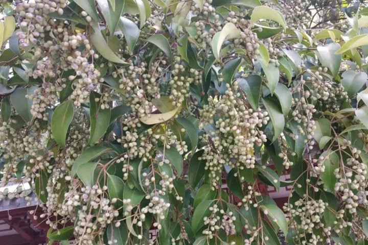 小葉女貞的花期和果期 小葉女貞的花期和果期