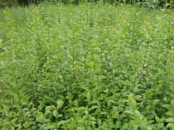 小葉女貞苗價(jià)格表 小葉女貞苗價(jià)格表