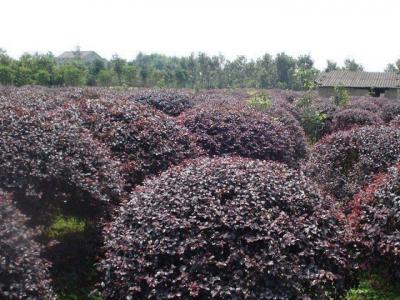 紅花檵木價格,紅花檵木價格是多少