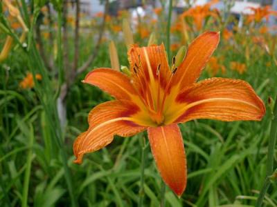 常綠萱草和大花萱草的區(qū)別,大花萱草和萱草的區(qū)別