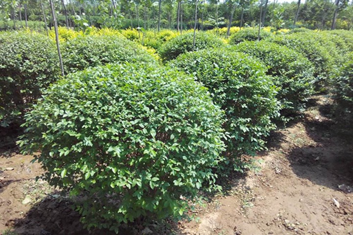 小葉女貞球 小葉女貞球