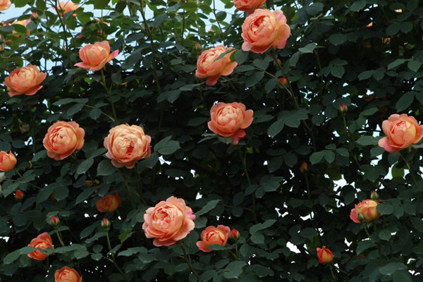 夏洛特夫人不開花的原因以及處理方法！