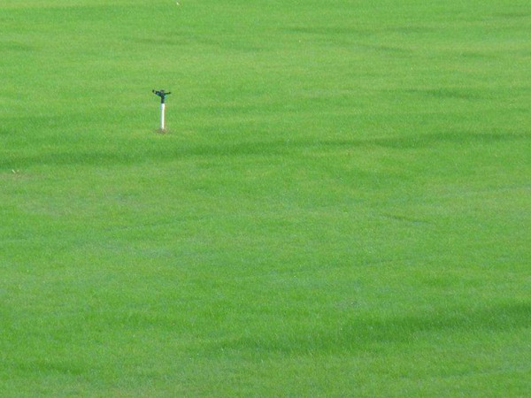 四季青草坪 四季青草坪