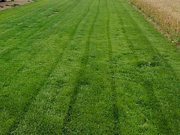 四季青草坪 四季青草坪