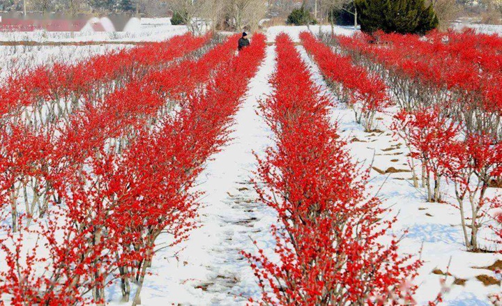 北美冬青 北美冬青