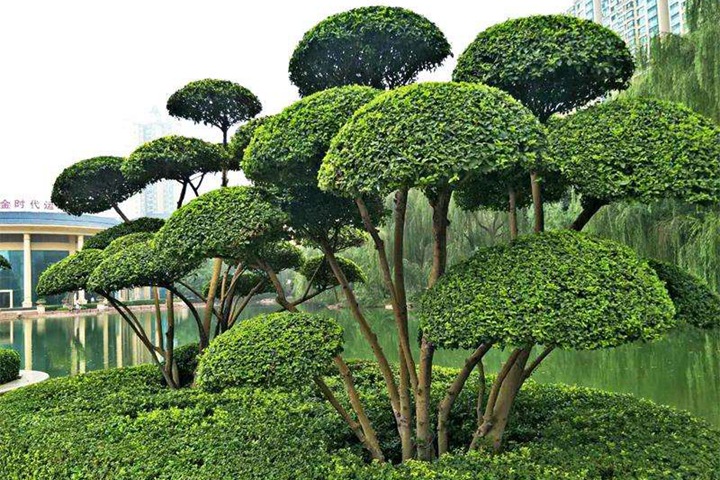 小葉女貞樹苗移栽好活嗎 小葉女貞樹苗移栽好活嗎