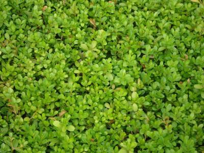 瓜子黃楊球圖片，瓜子黃楊球高清圖片