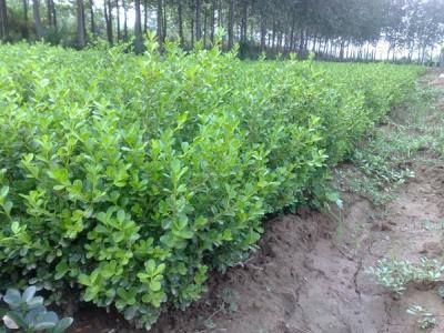 瓜子黃楊生長(zhǎng)環(huán)境，瓜子黃楊用什么土栽培