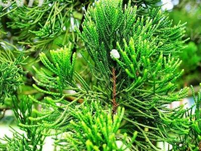 龍柏樹苗哪里有賣，龍柏苗多少錢一棵