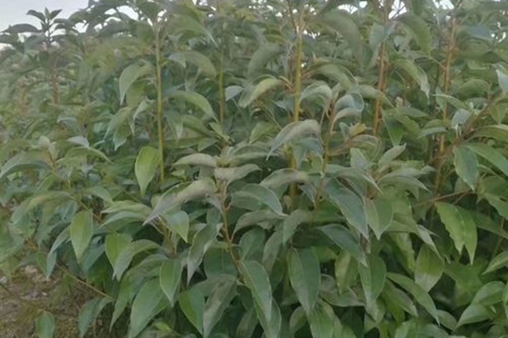 香樟樹苗什么時候種植最好 香樟樹苗什么時候種植最好