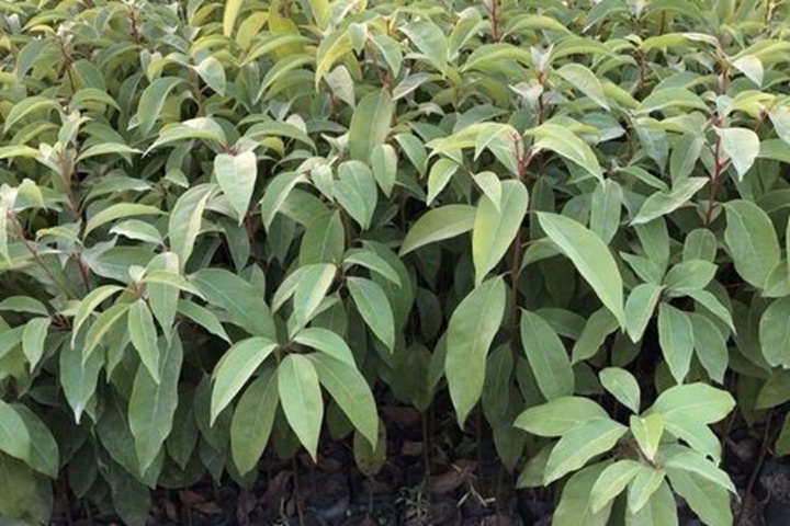 香樟樹苗什么時候種植最好 香樟樹苗什么時候種植最好