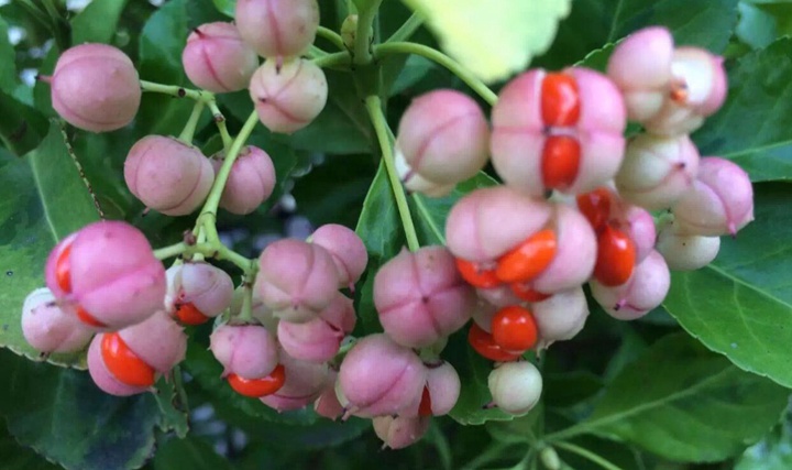 冬青衛(wèi)矛果實能吃嗎,冬青衛(wèi)矛果實用途 冬青衛(wèi)矛果實能吃嗎,冬青衛(wèi)矛果實用途