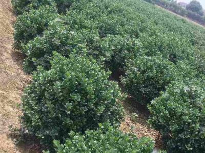 枸骨苗哪里有賣，無刺枸骨苗的產(chǎn)地是哪