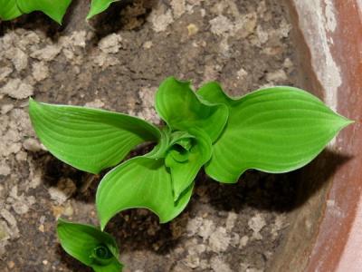 玉簪植物有幾個(gè)品種,最漂亮的玉簪品種推薦