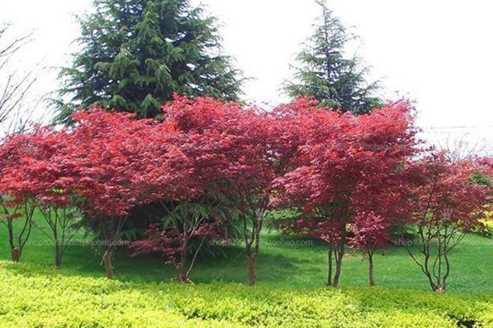 日本紅楓 日本紅楓