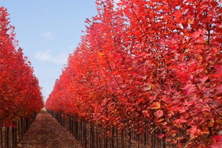 紅點(diǎn)紅楓 紅點(diǎn)紅楓