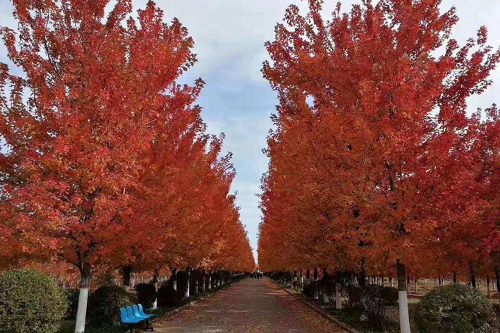 紅點(diǎn)紅楓 紅點(diǎn)紅楓