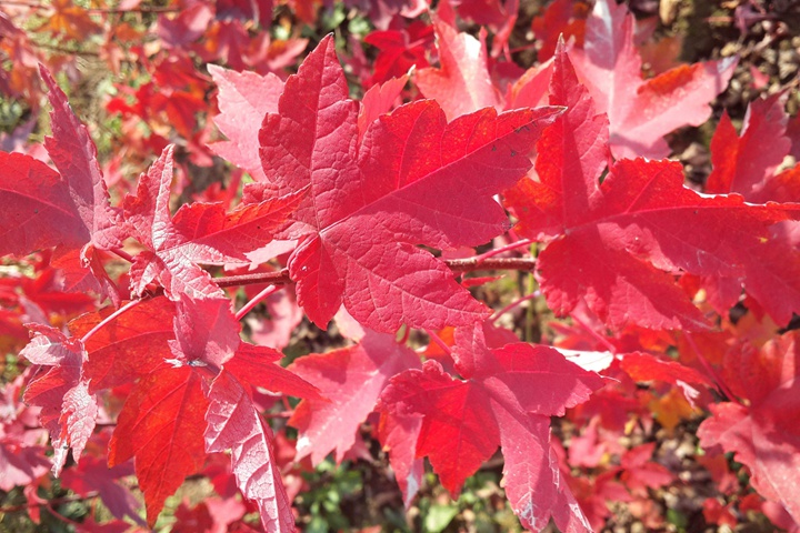 紅點(diǎn)紅楓 紅點(diǎn)紅楓