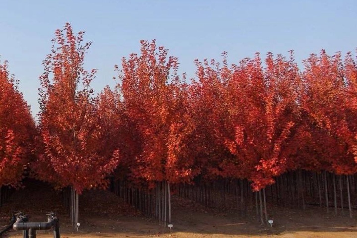 紅點(diǎn)紅楓 紅點(diǎn)紅楓