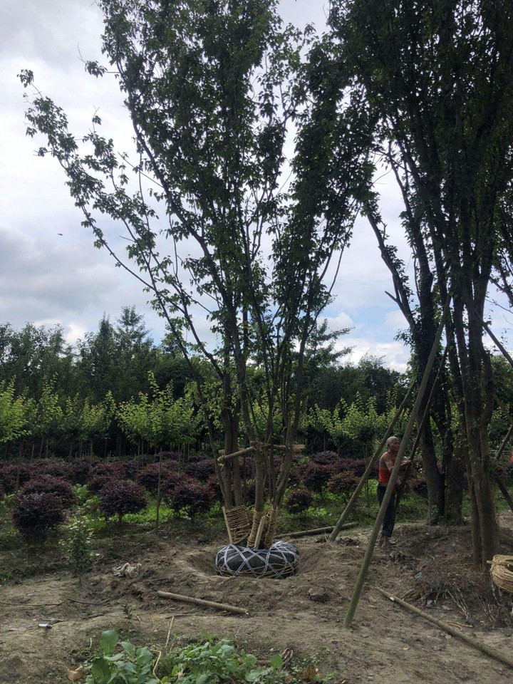 叢生茶條槭 叢生茶條槭