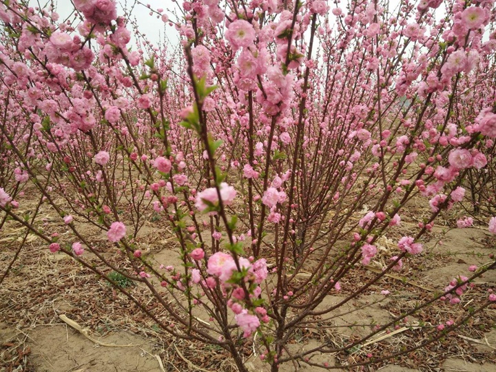 榆葉梅花期多長時間 榆葉梅花期多長時間