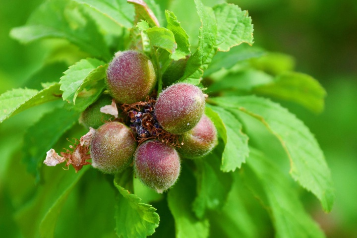 榆葉梅的果實能吃嗎 榆葉梅的果實能吃嗎