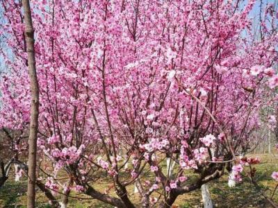 紅葉美人梅幾年開花,能開多久