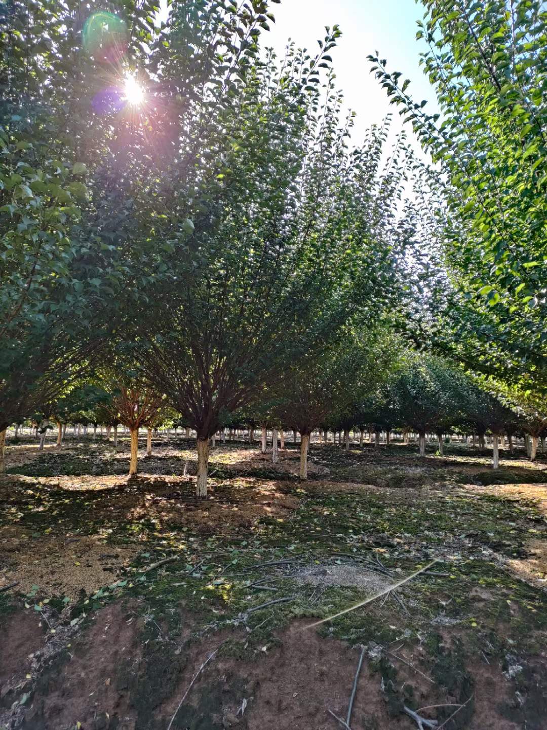 紅梅樹(shù)苗多少錢一棵 紅梅樹(shù)苗多少錢一棵