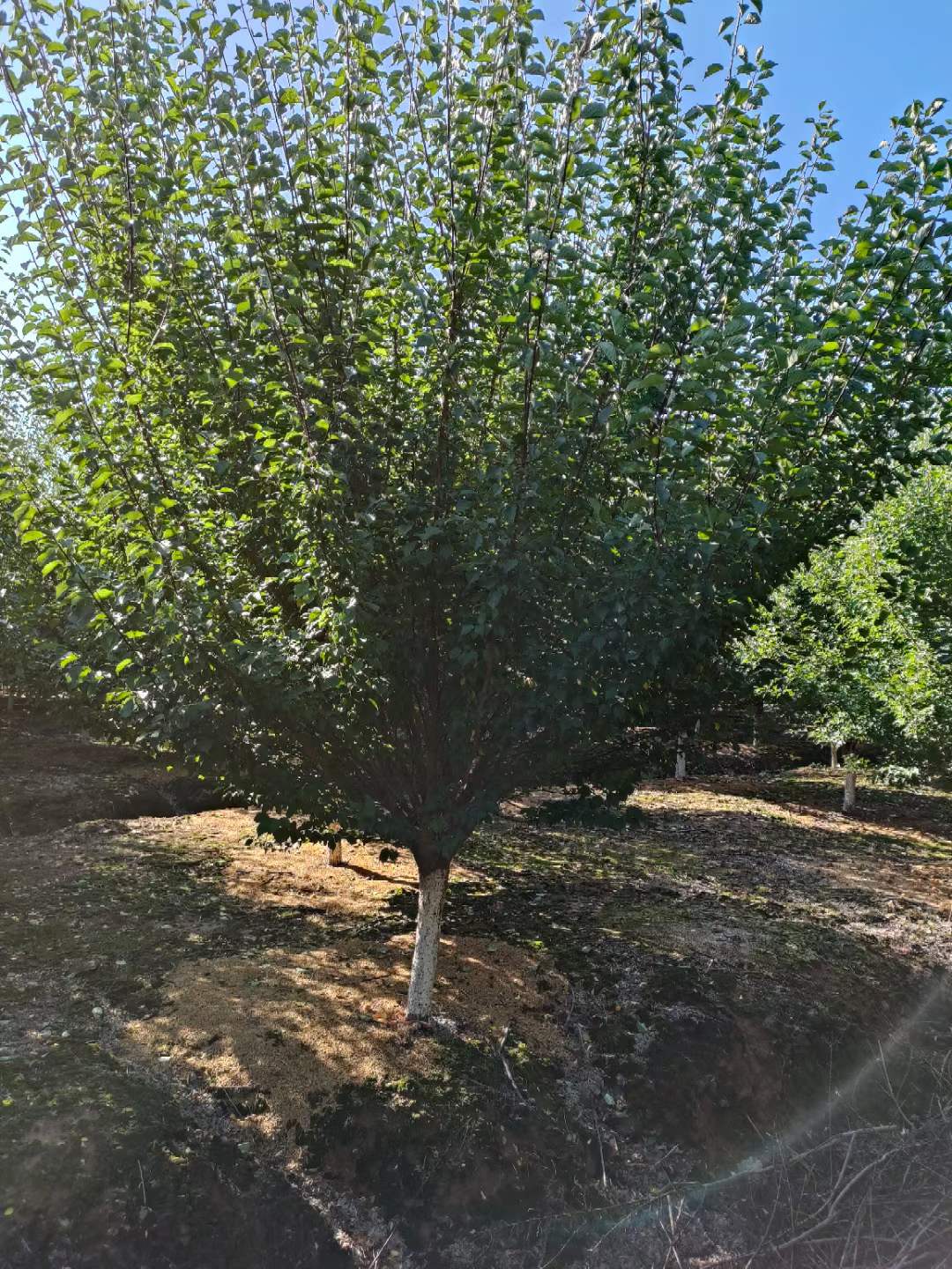 紅梅樹(shù)苗多少錢一棵 紅梅樹(shù)苗多少錢一棵