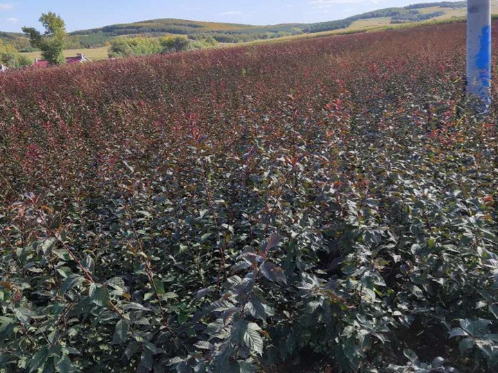 榆葉梅樹苗價(jià)格，榆葉梅小苗價(jià)格