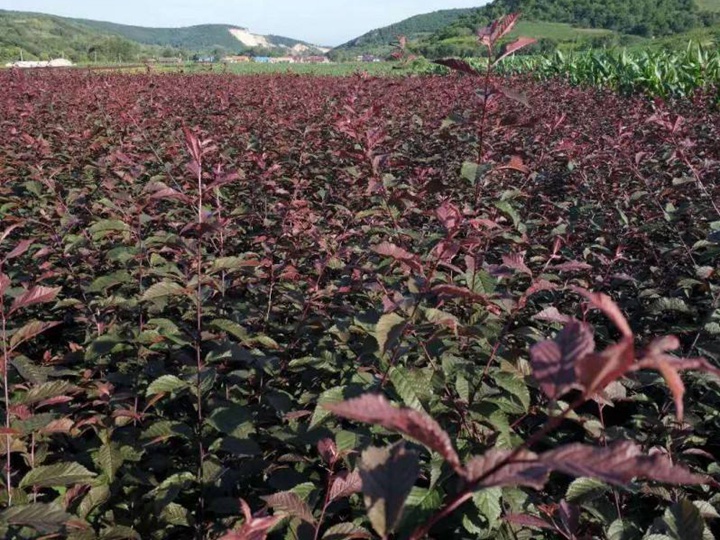 榆葉梅樹苗價(jià)格，榆葉梅小苗價(jià)格