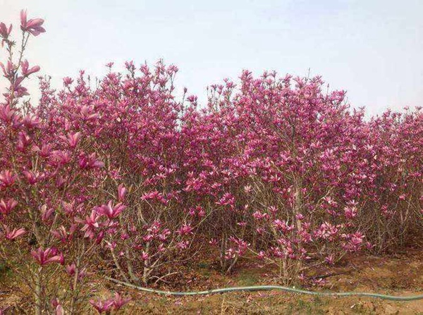 叢生玉蘭 叢生玉蘭